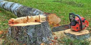 Best Tree Cabling and Bracing  in Union Springs, NY
