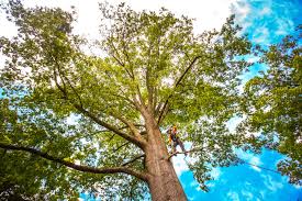 Pest Control for Lawns in Union Springs, NY