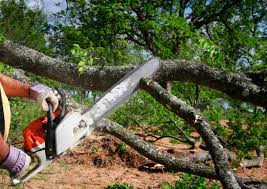 Best Tree Maintenance Programs  in Union Springs, NY