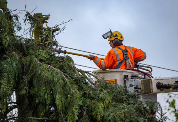 Best Tree Removal  in Union Springs, NY