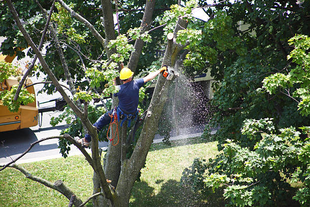 Grass Overseeding in Union Springs, NY