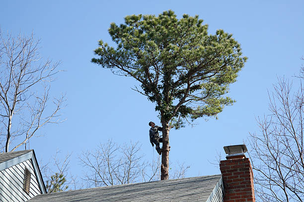Best Root Management and Removal  in Union Springs, NY