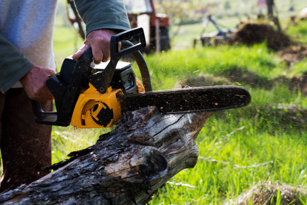 How Our Tree Care Process Works  in  Union Springs, NY