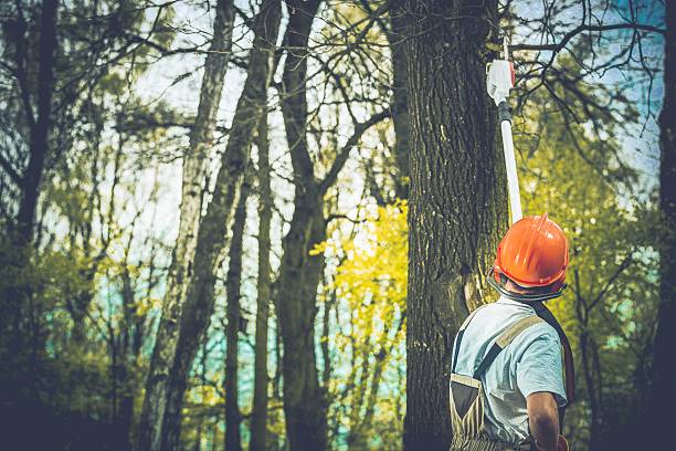 Best Tree Risk Assessment  in Union Springs, NY